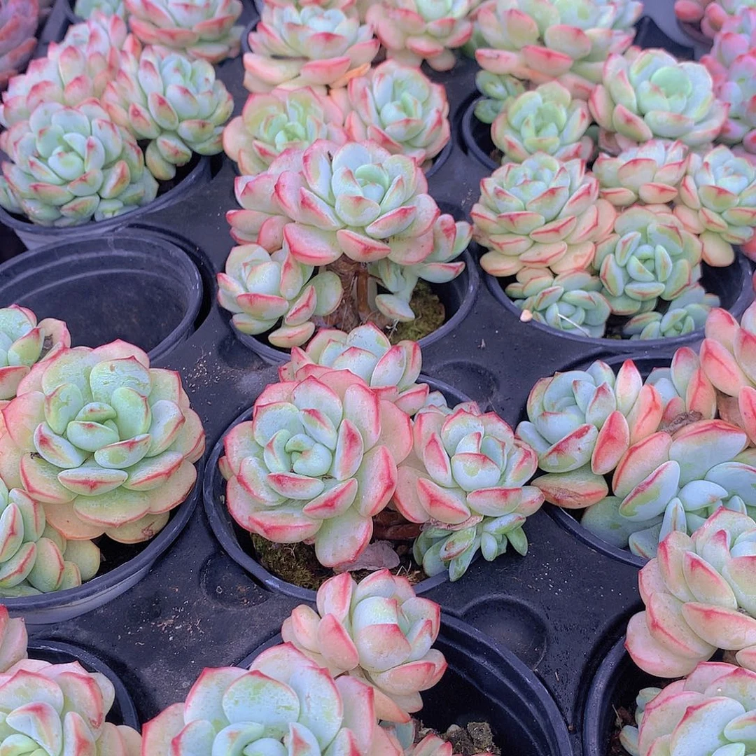 香草碧斯457889990000