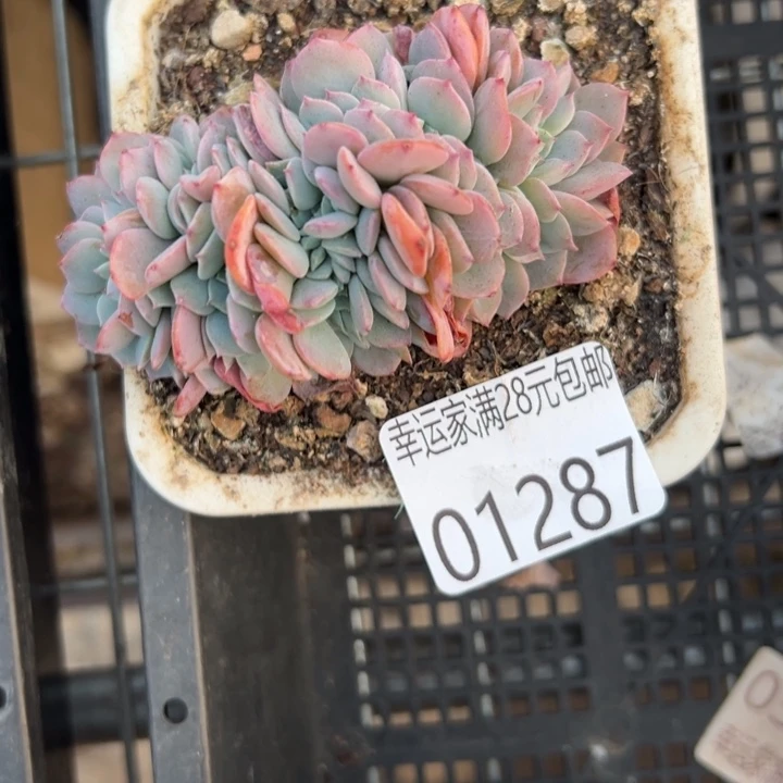 幸运的是我还在努力幸运