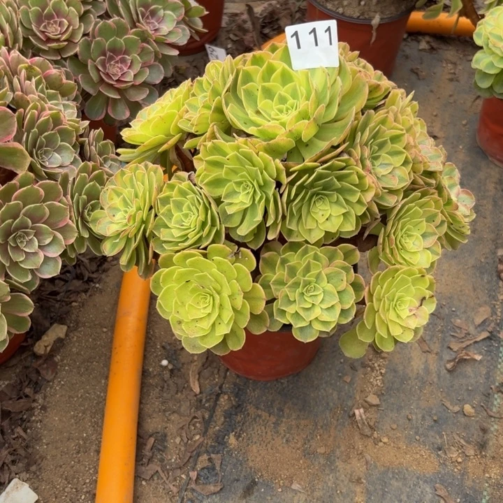 十***郎雨荷多肉植物不包损111不圆不售后