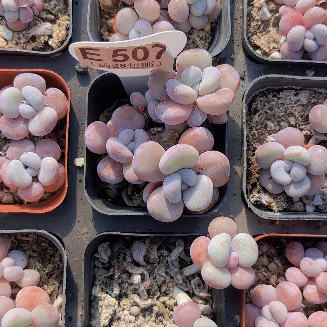 E507傲雪娜娜一物一拍