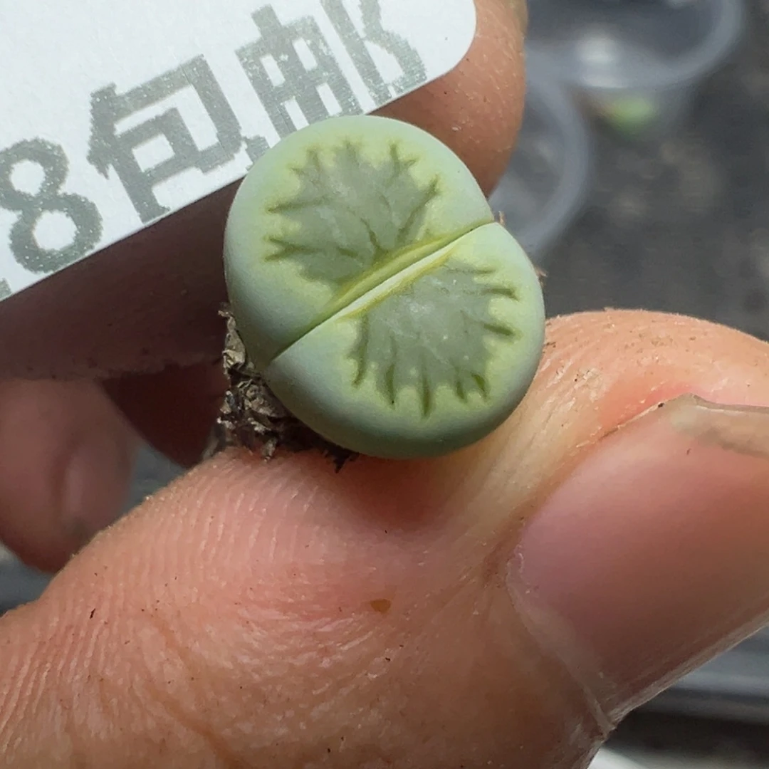 【闪购商品】 849。