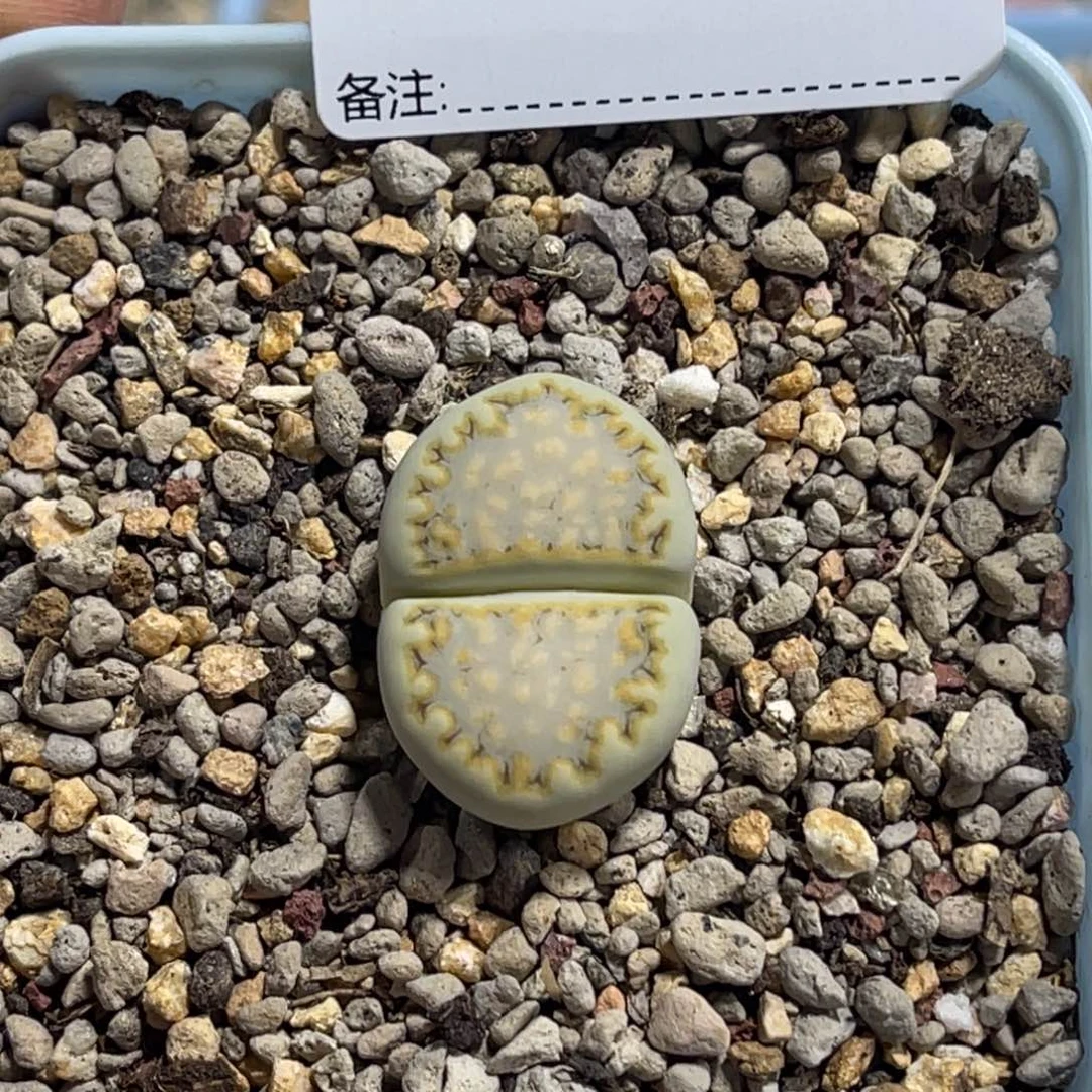 7788黄绿饼干1尺寸2.5