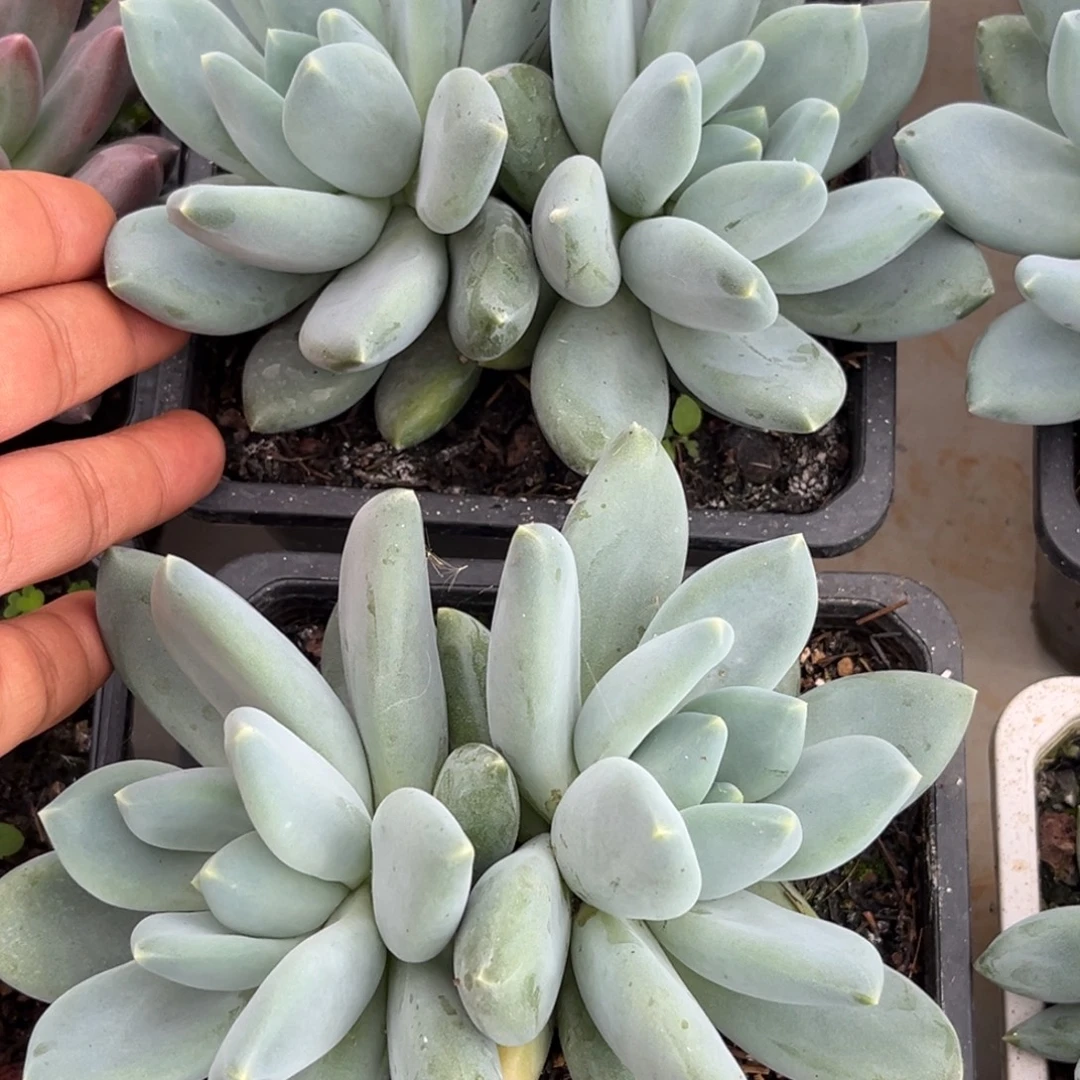 三色美人多肉植物737