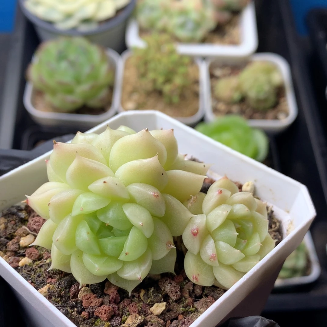 58包邮  群生不包整 161