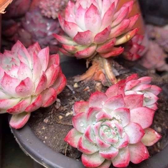 香*多肉植物的植物