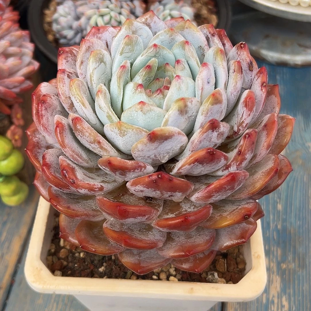橙梦露多肉植物一物一拍