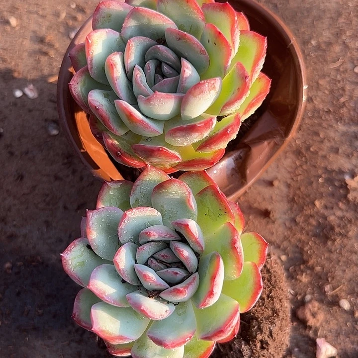 无花朵雪夜王子两盆。