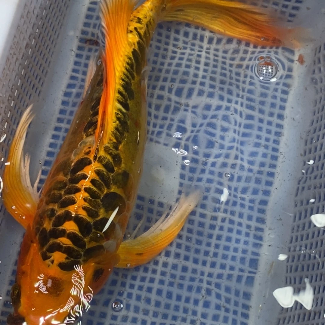 锦鲤冷水锦鲤包邮