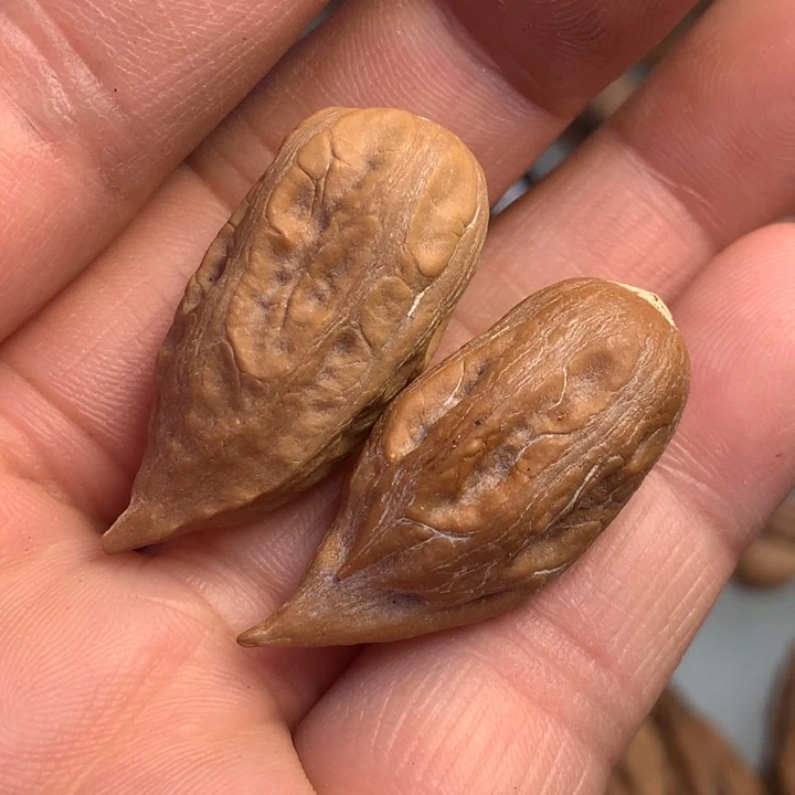 猴头核桃把件拿姐，13