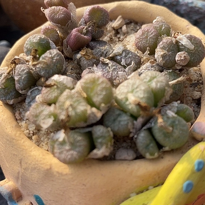 编号铜壶一群。