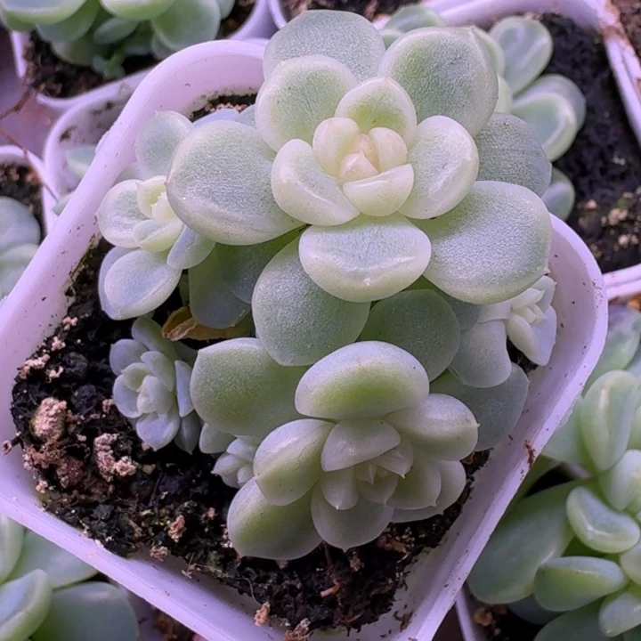 纸鸢甜心6头朵朵福利