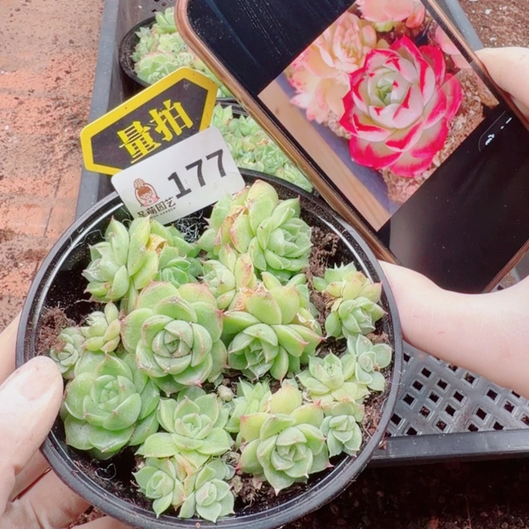 多肉植物多肉植物