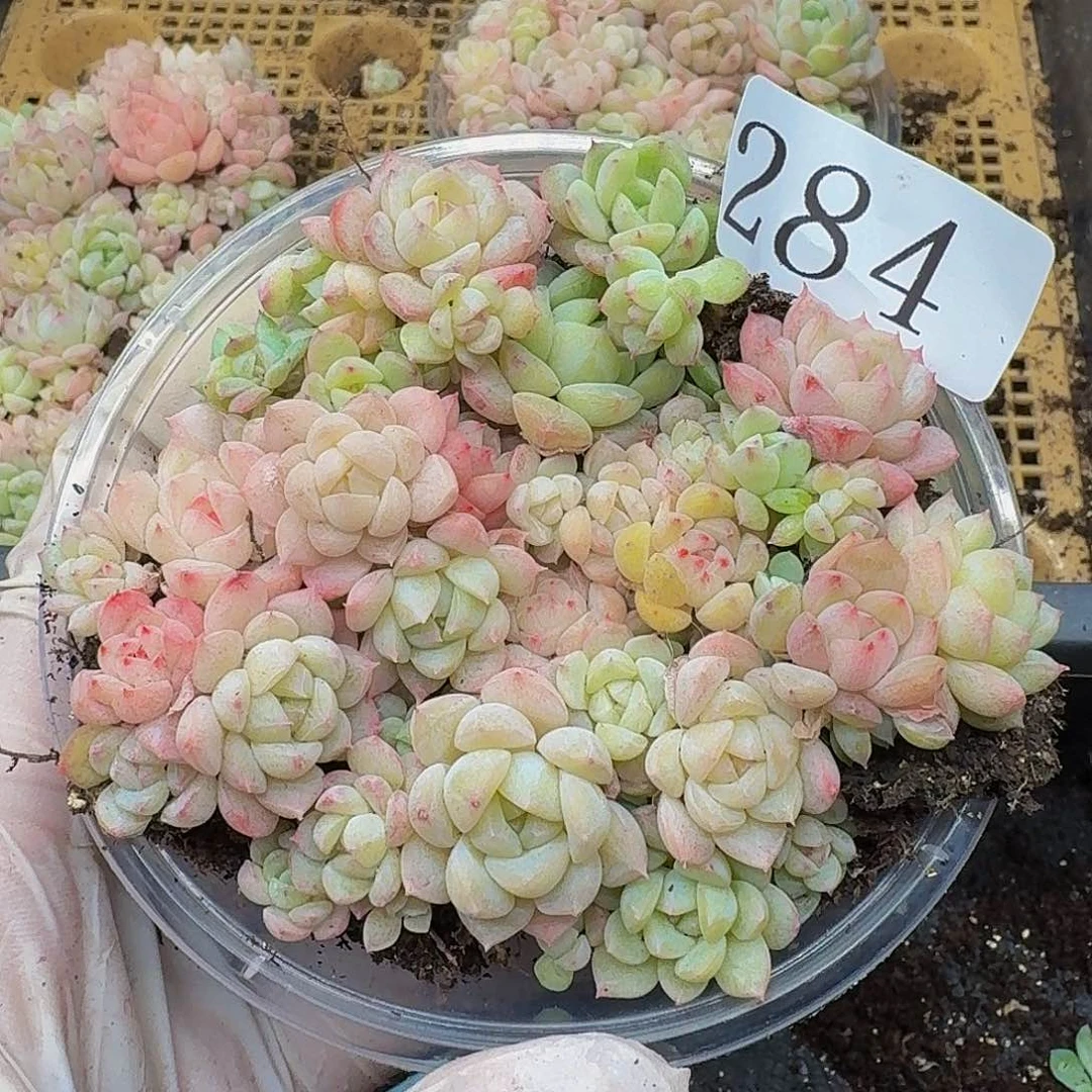 多肉植物多肉植物284