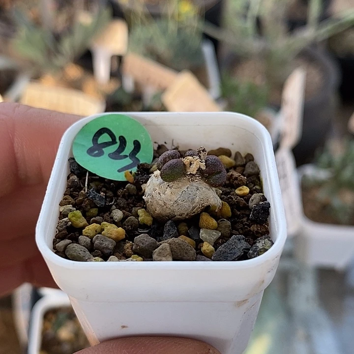 823折枝奇峰锦带盆一一一一