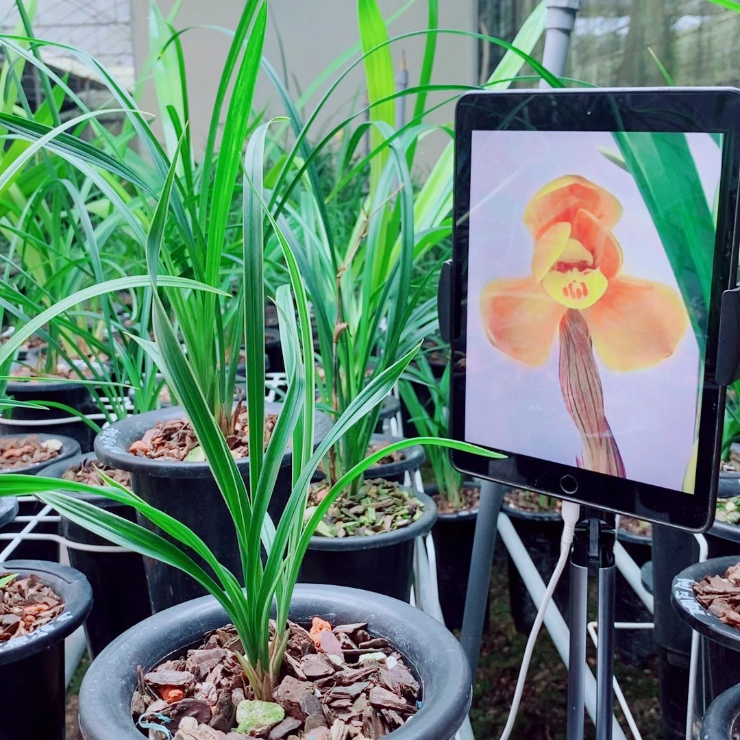 当前无花栽培后可以开花