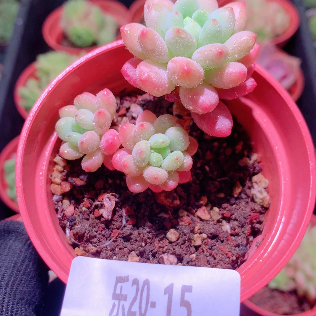 乐然20-15 洛可可群