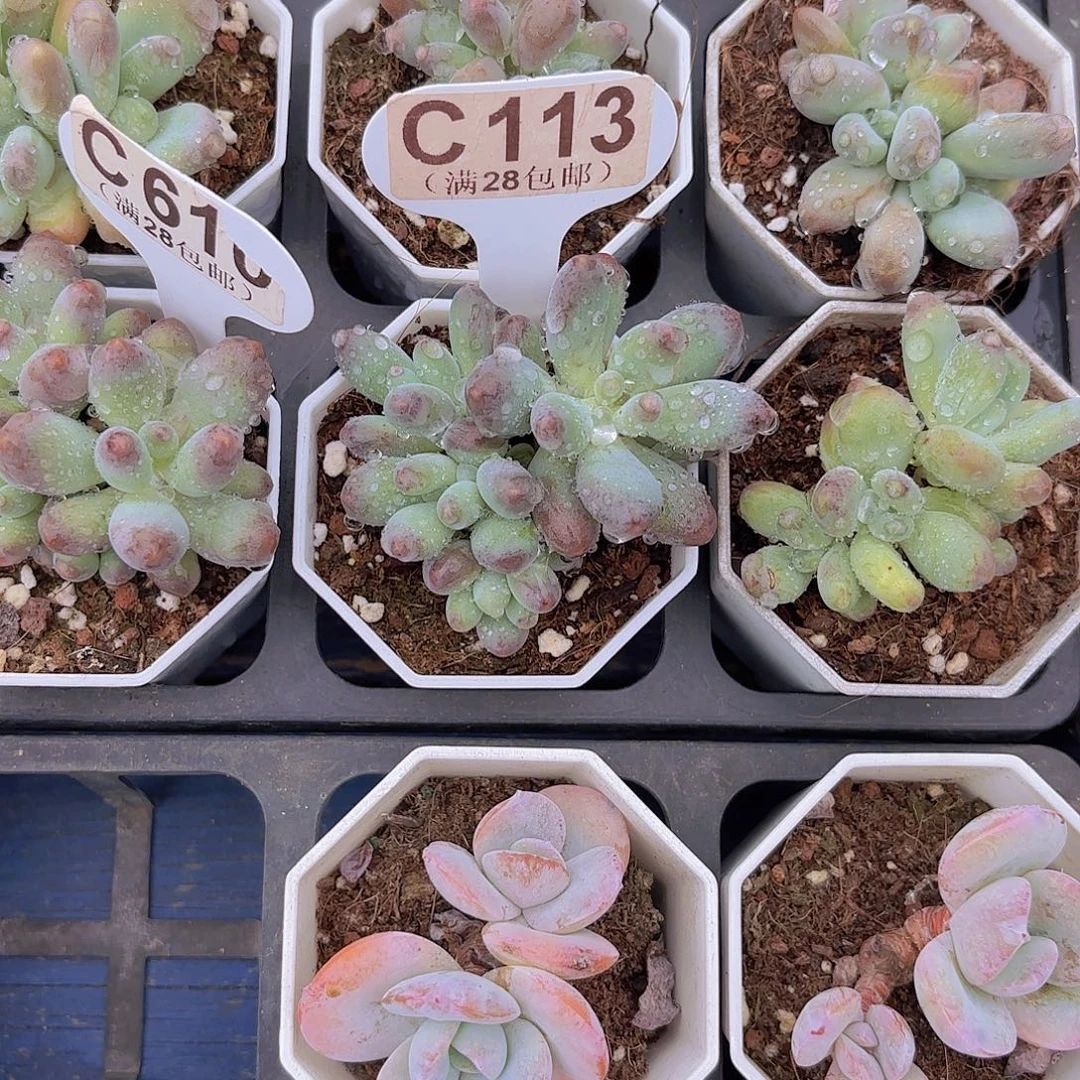C113企鹅奶一物一拍