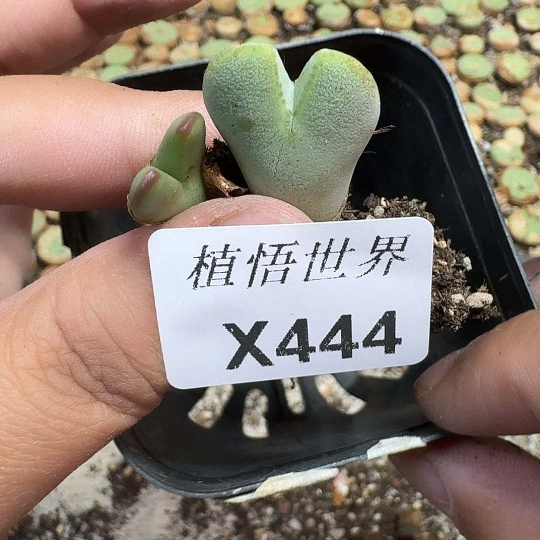 多肉植物的润泽v v