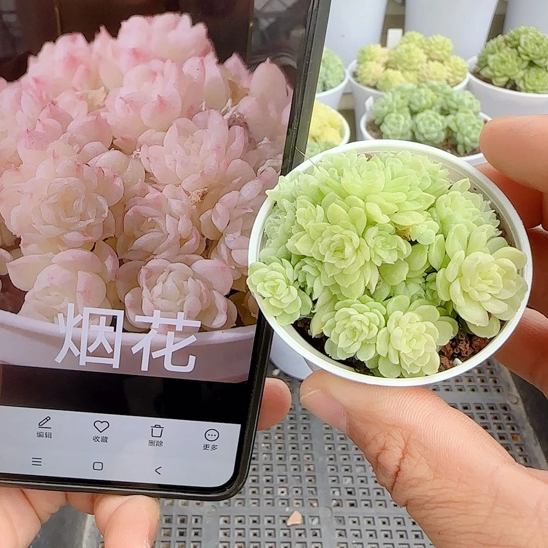 【闪购商品】0927-21烟花
