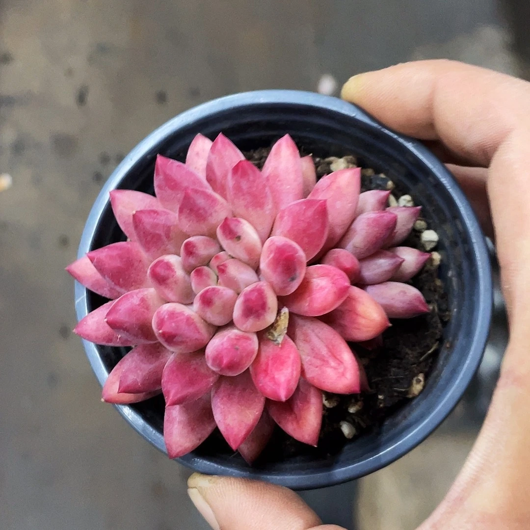 兰***子兰子姐多肉链接的时候