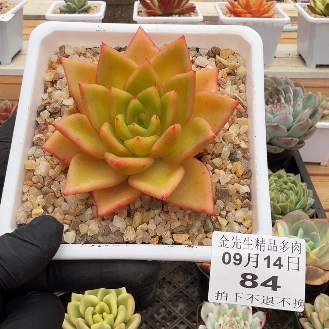 0914-84黄金粉单头
