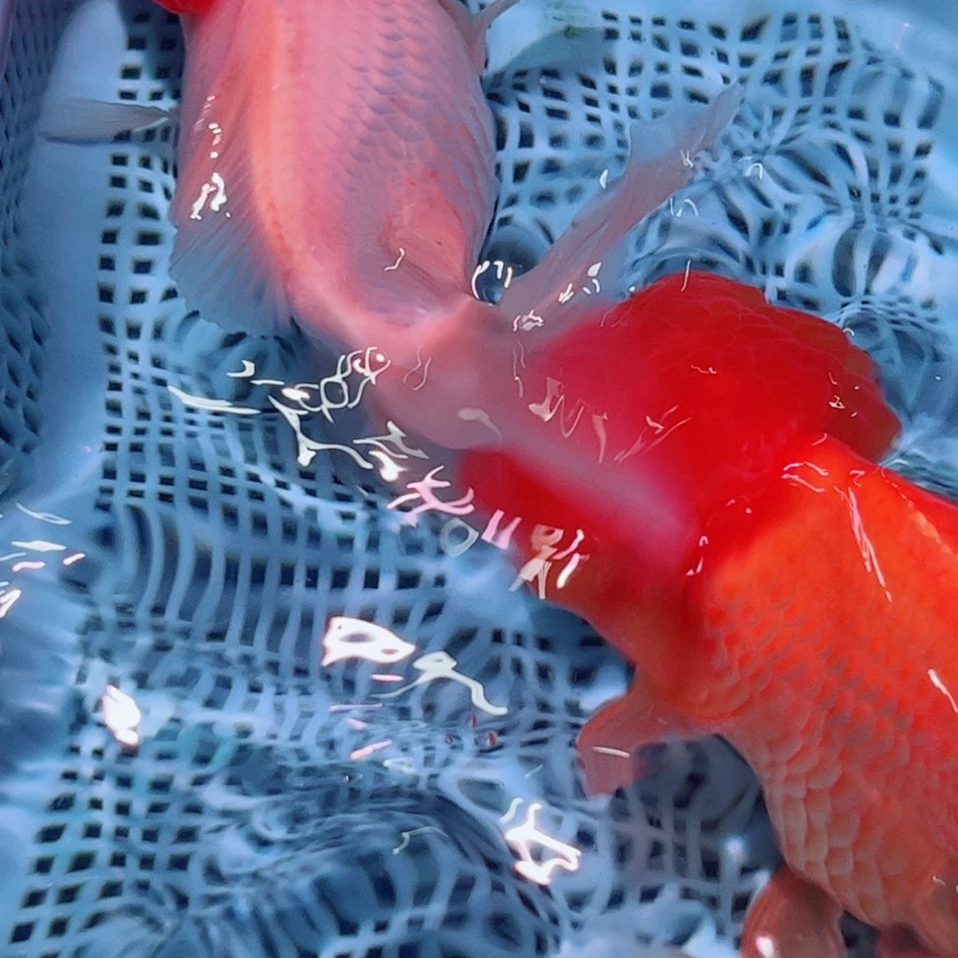 狮头鱼直播间一物一拍