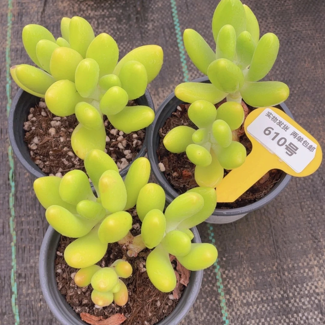 610号 老桩金蝉双头一个