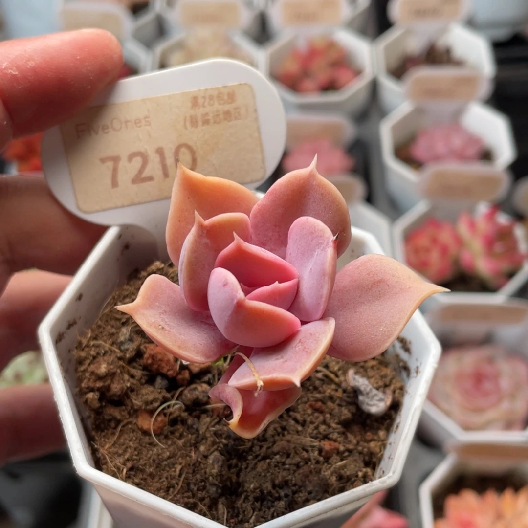 紫珍珠7210-4.5厘米