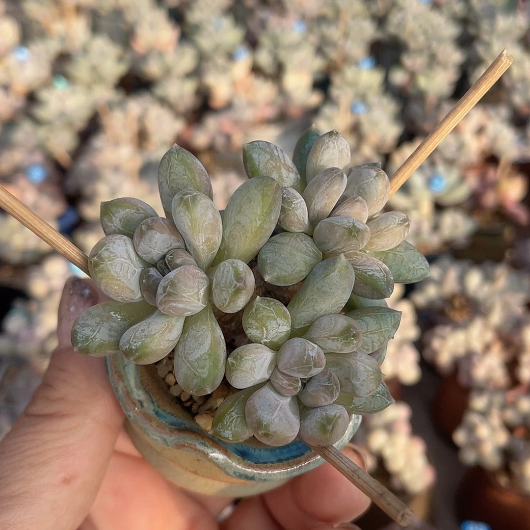 咖啡豆 带盆发货 4口盆