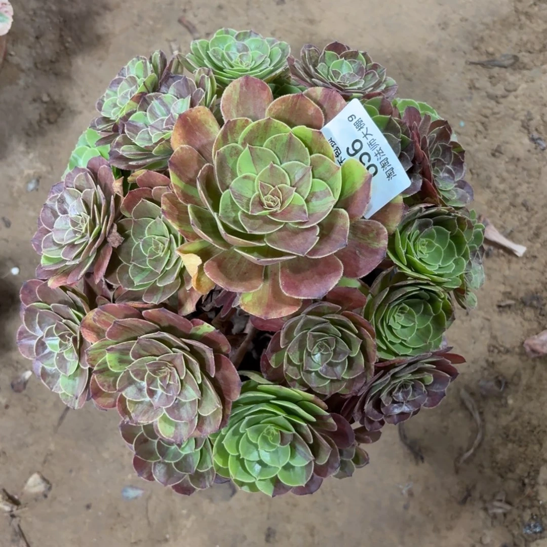 656花月夜多肉植物法师