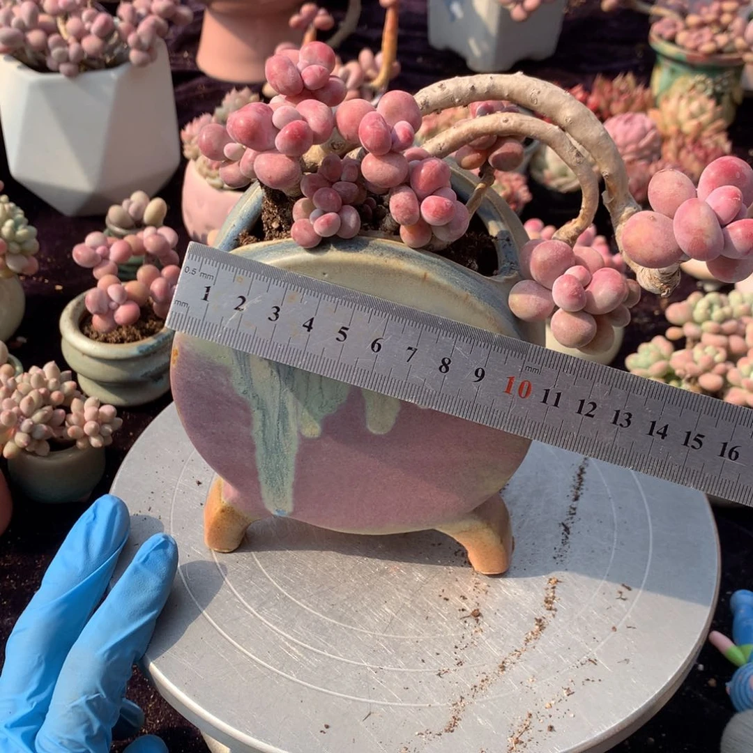 肯****贝58号带盆分开发偏远地区不包邮的