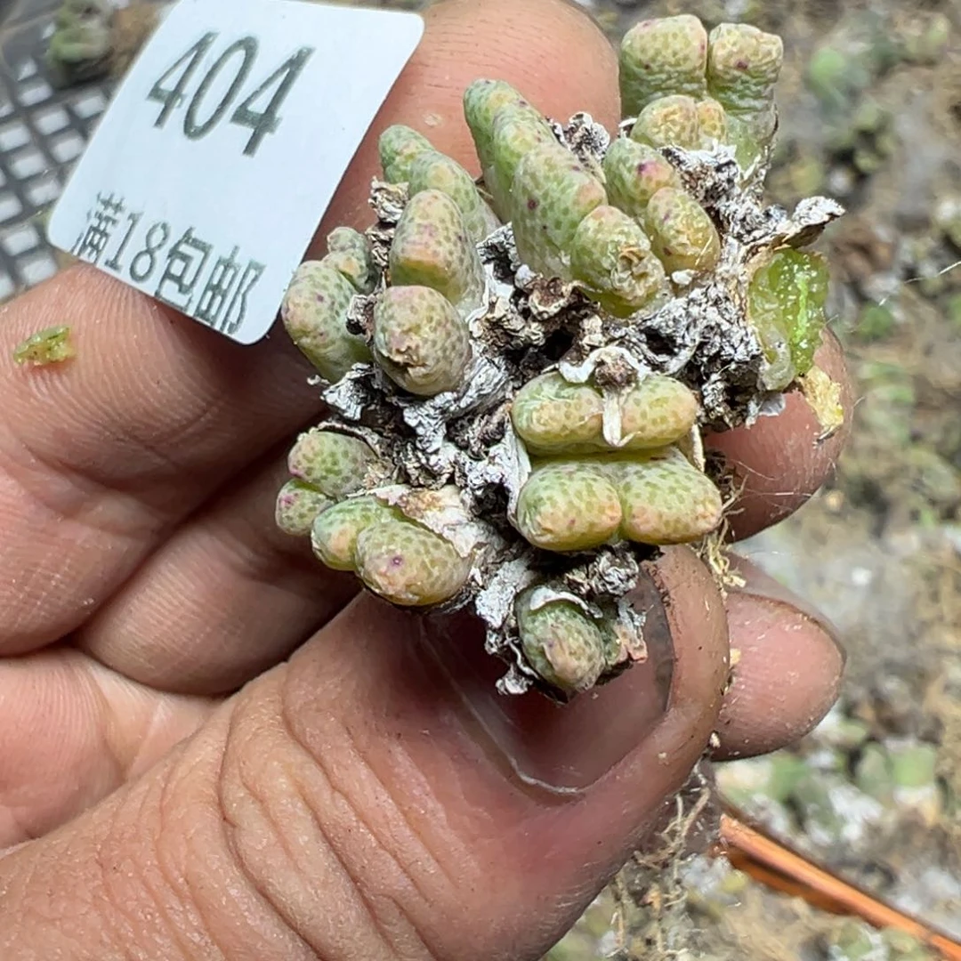 【闪购商品】 404。