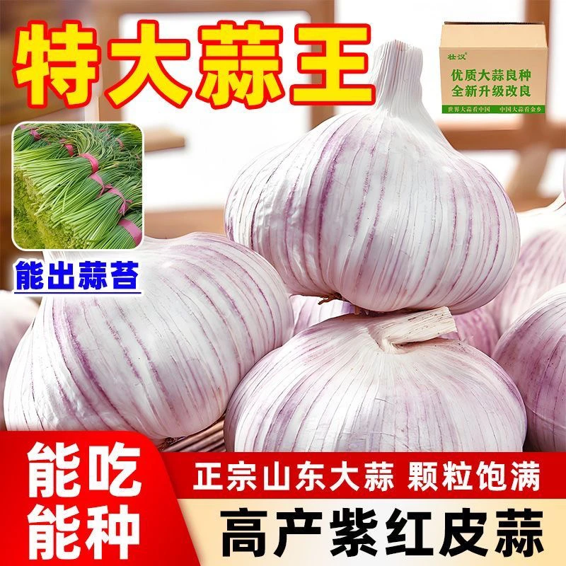 [2025年新干蒜]5斤新干蒜农家直发大蒜紫白皮干大蒜头蒜1斤3斤9斤