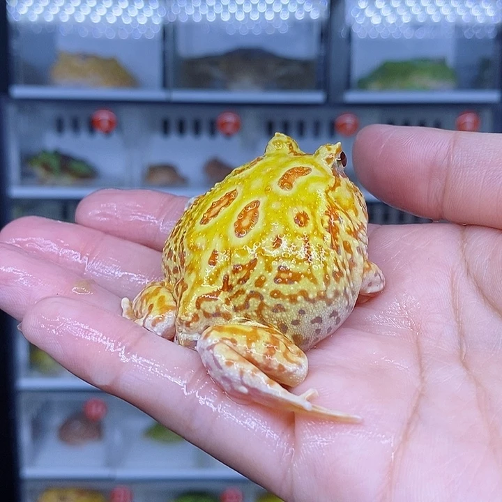 特价秒杀现货特价黄金