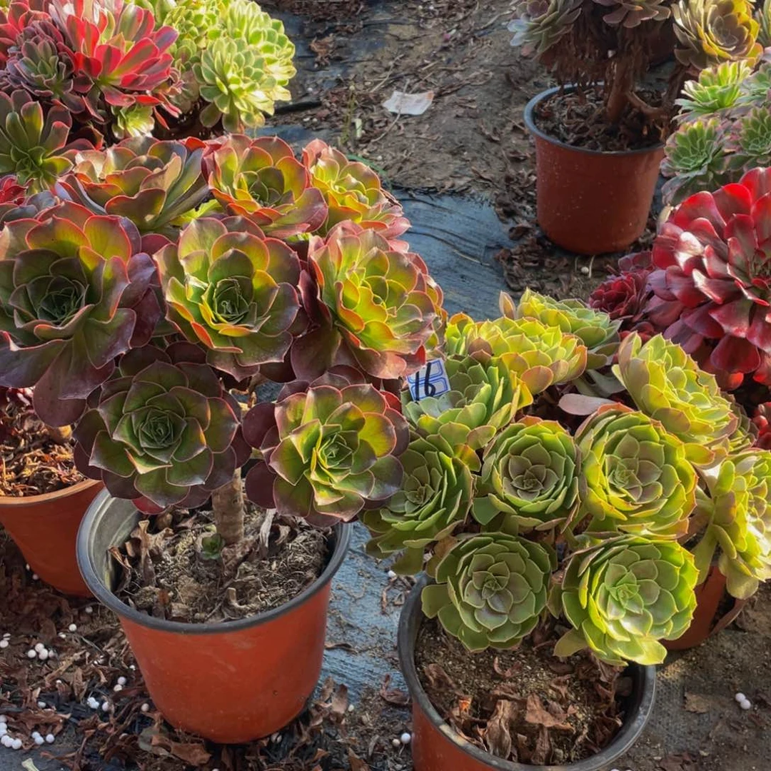 ****虹一对不包断枝16鲜花老桩一对