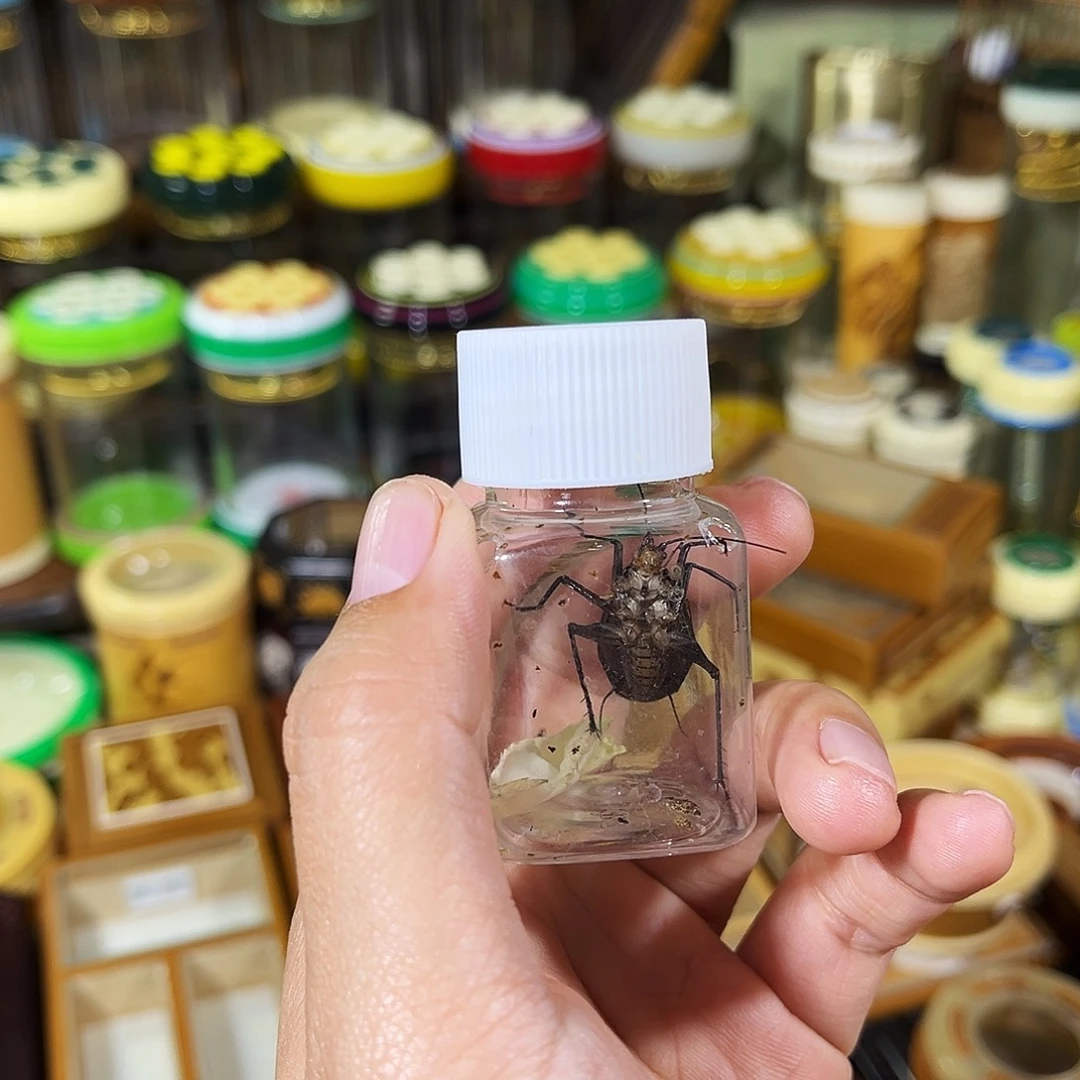 乐***山蟋蟀断续麒麟鸣虫