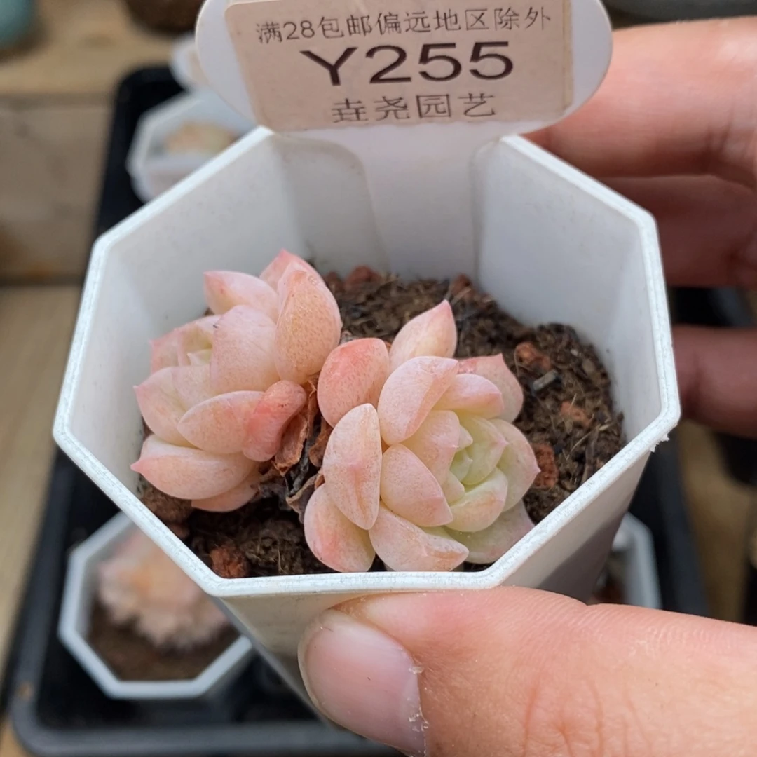 0255 冰贵妃双头 4.5cm