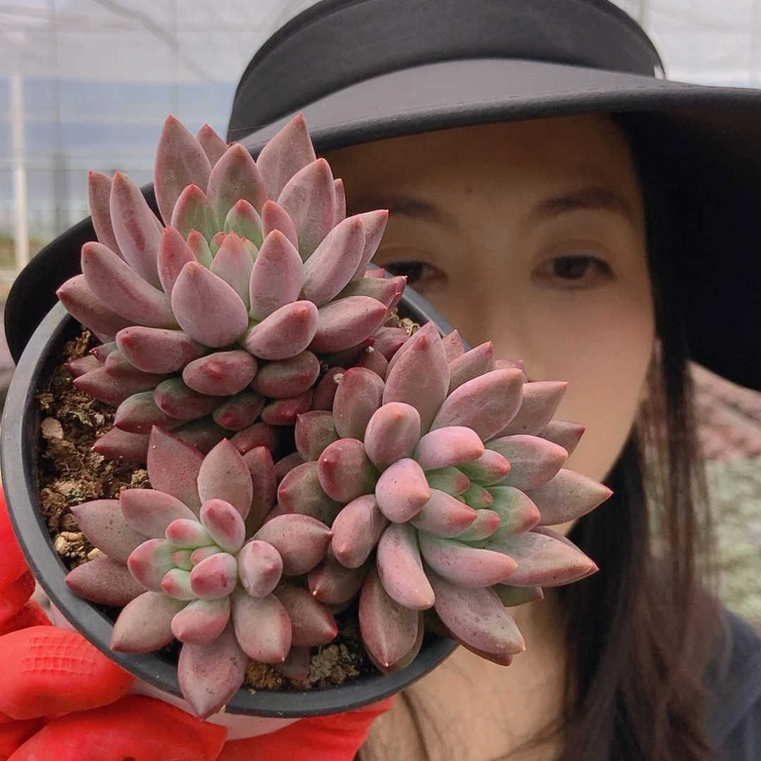 27-6虞美人随机3头嫩桩两颗