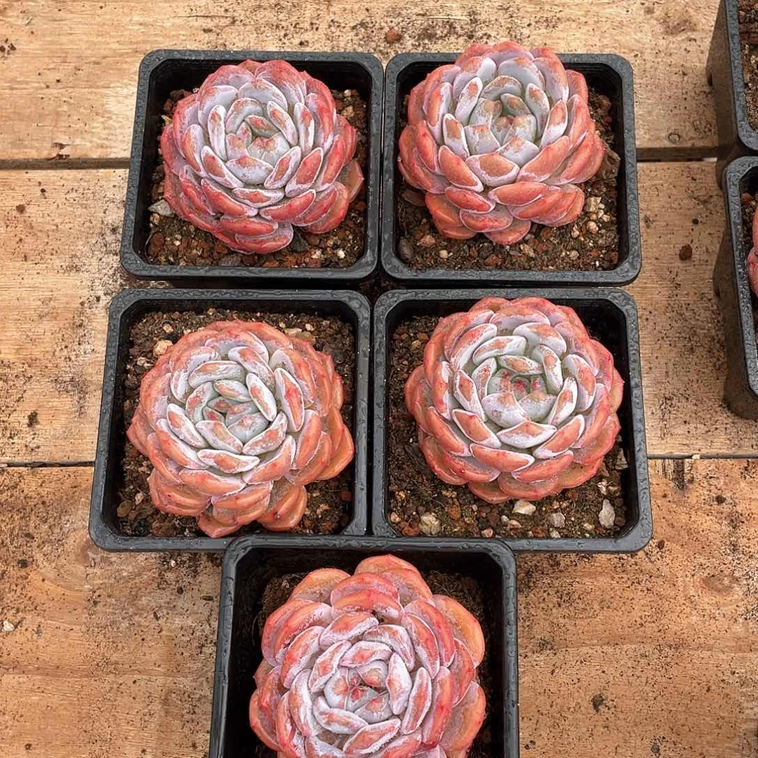 291多肉植物多肉植物