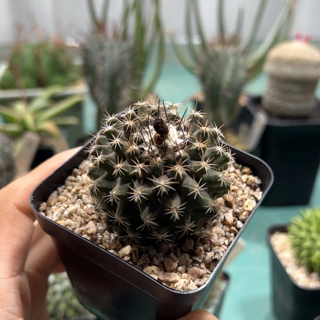 实生鱼鳞丸 脱土发货