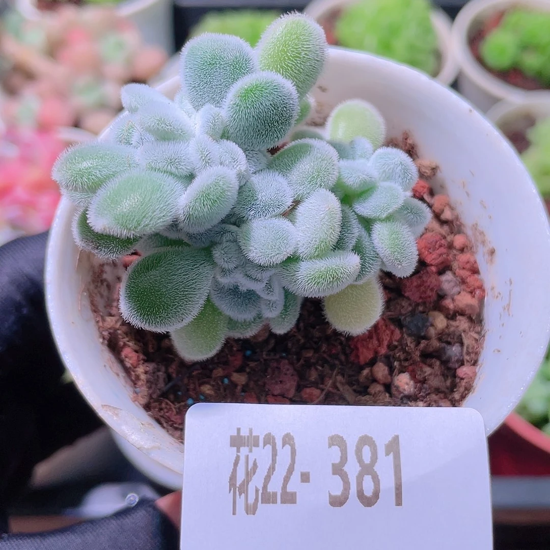 花利美22-381雪晃星缀化