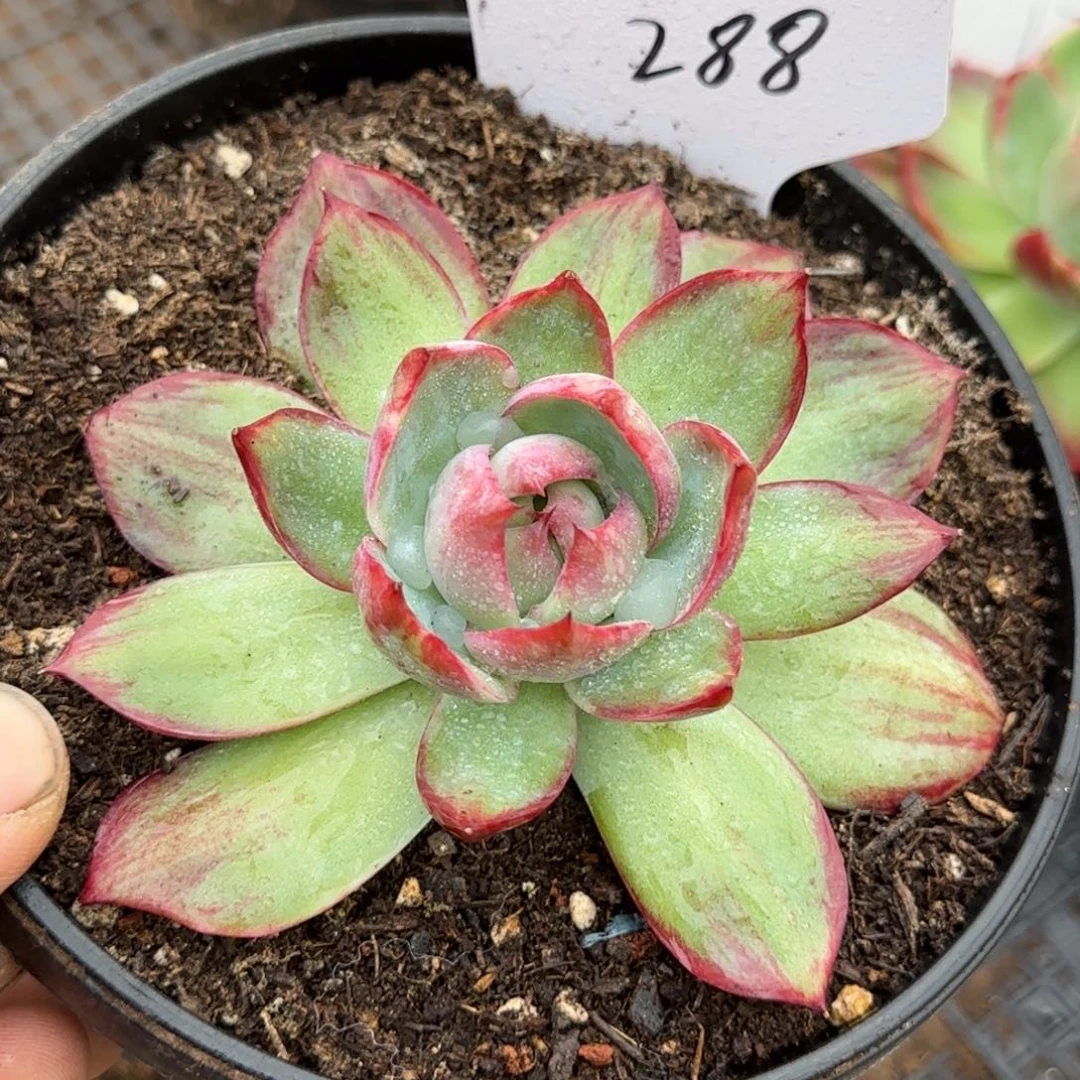 惊鸿一物一拍包装收缩花旱288