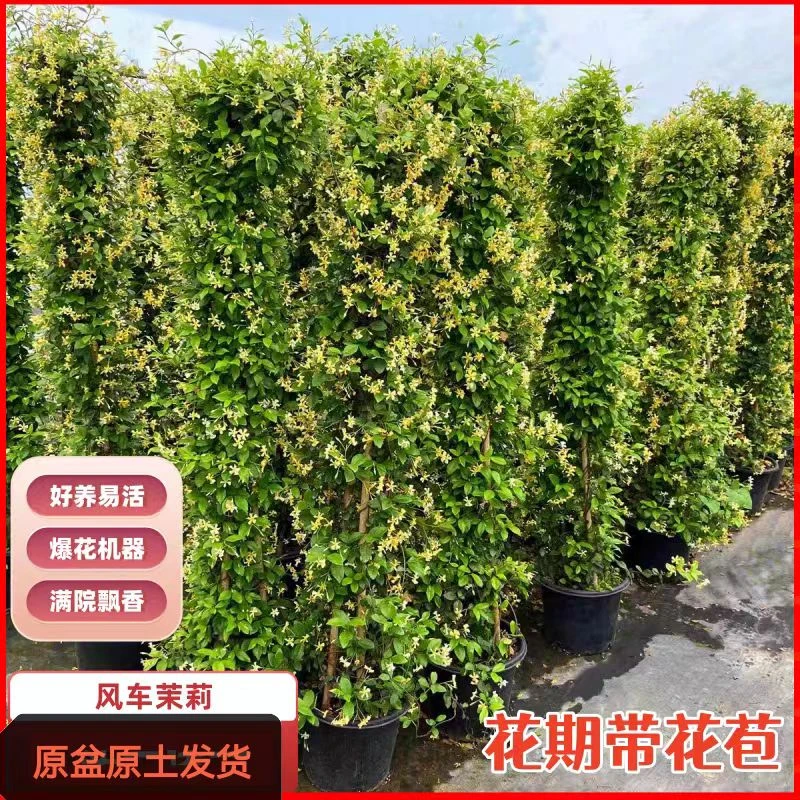 黄色【风车茉莉】 原盆原土 爬藤 浓香 庭院花园阳台露台 耐热耐寒