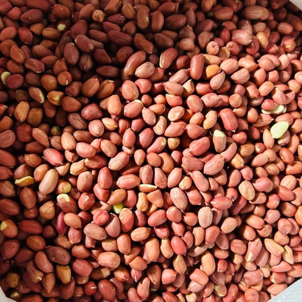 【湘西农家红皮花生米】自然晾晒 小籽浓香