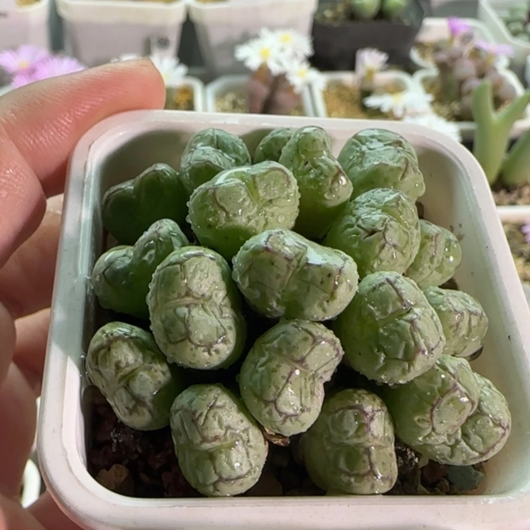 【闪购商品】19053孤品超猴