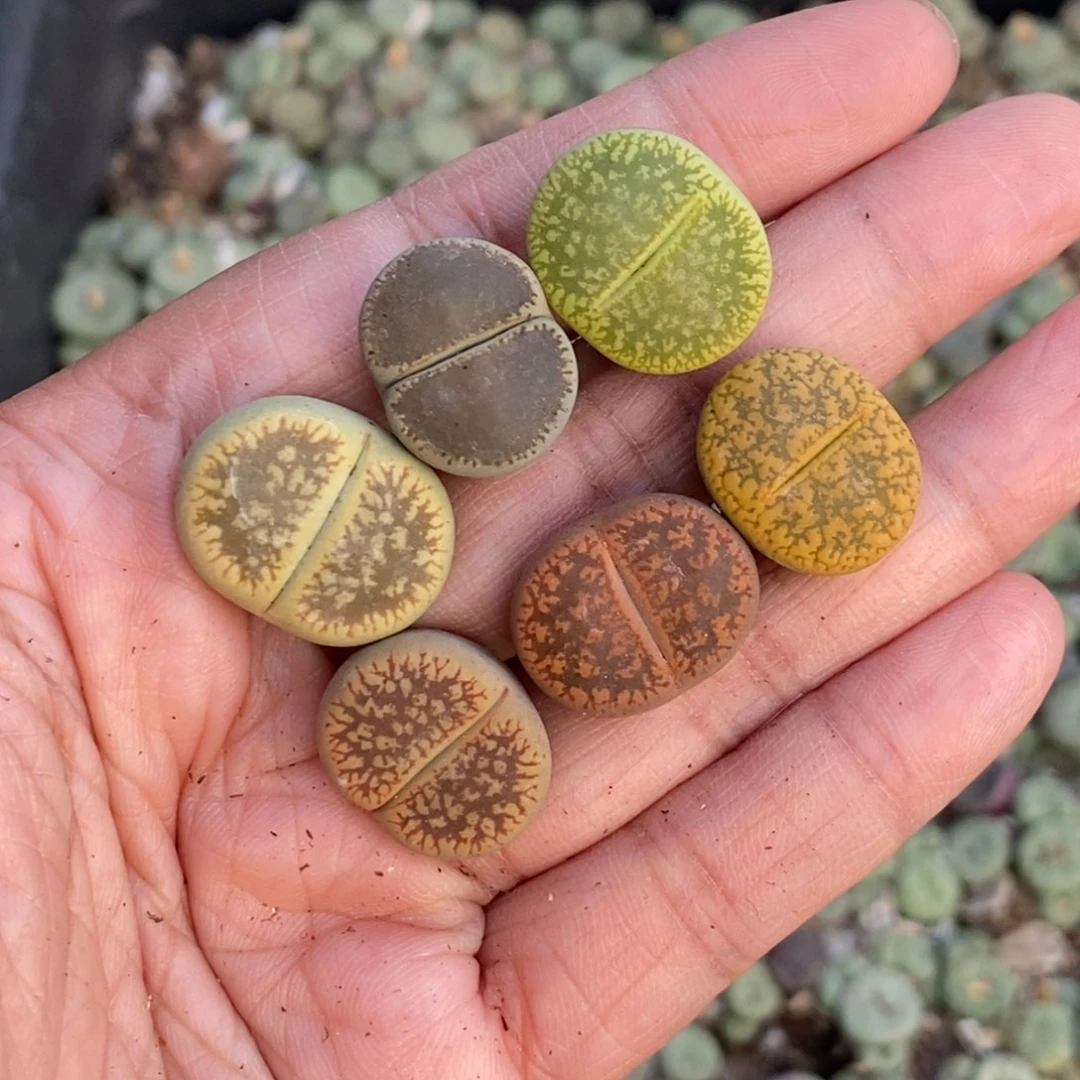 0381 彩色日轮玉准母本