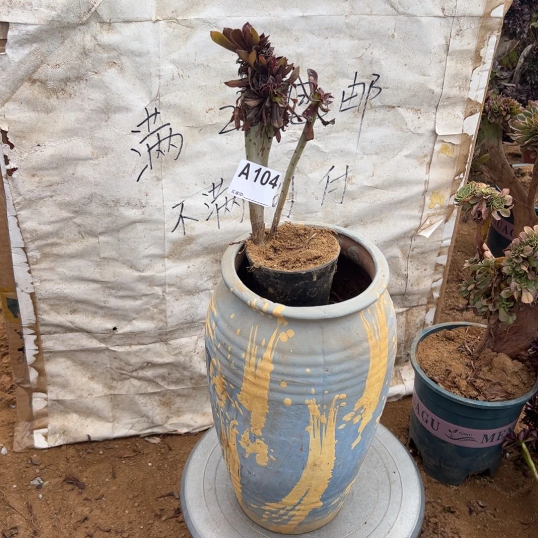 黑缀104满28包邮啦啦