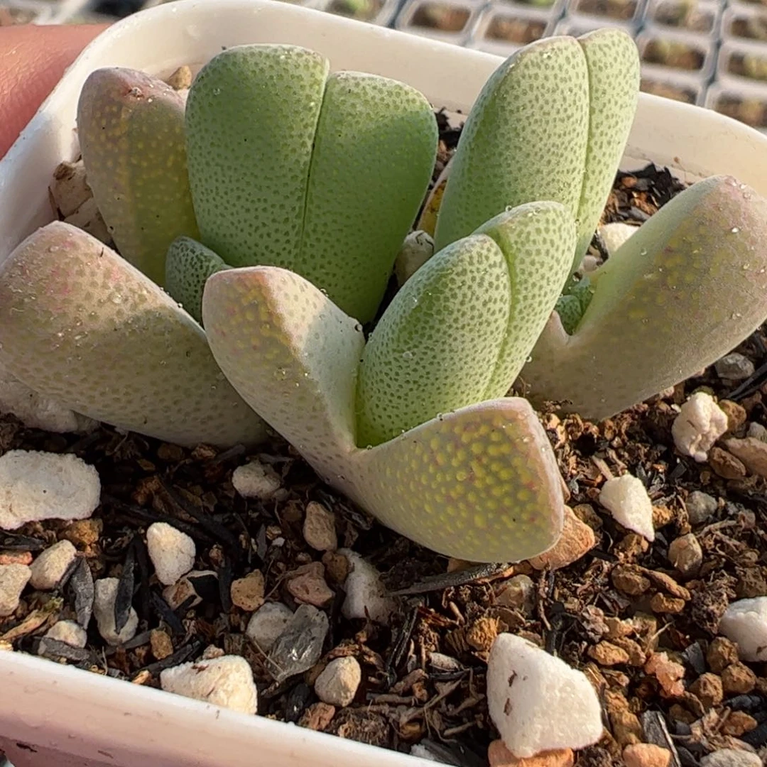 044多肉植物百科