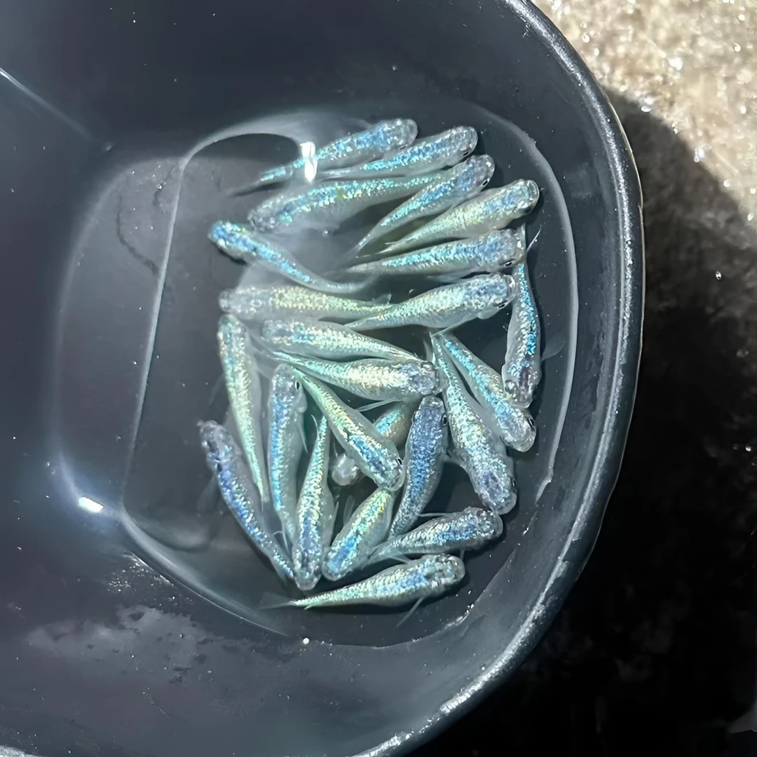 【星光海王星青鳉】观背青鳉淡水冷水鱼免加温免打氧耐寒耐热好养