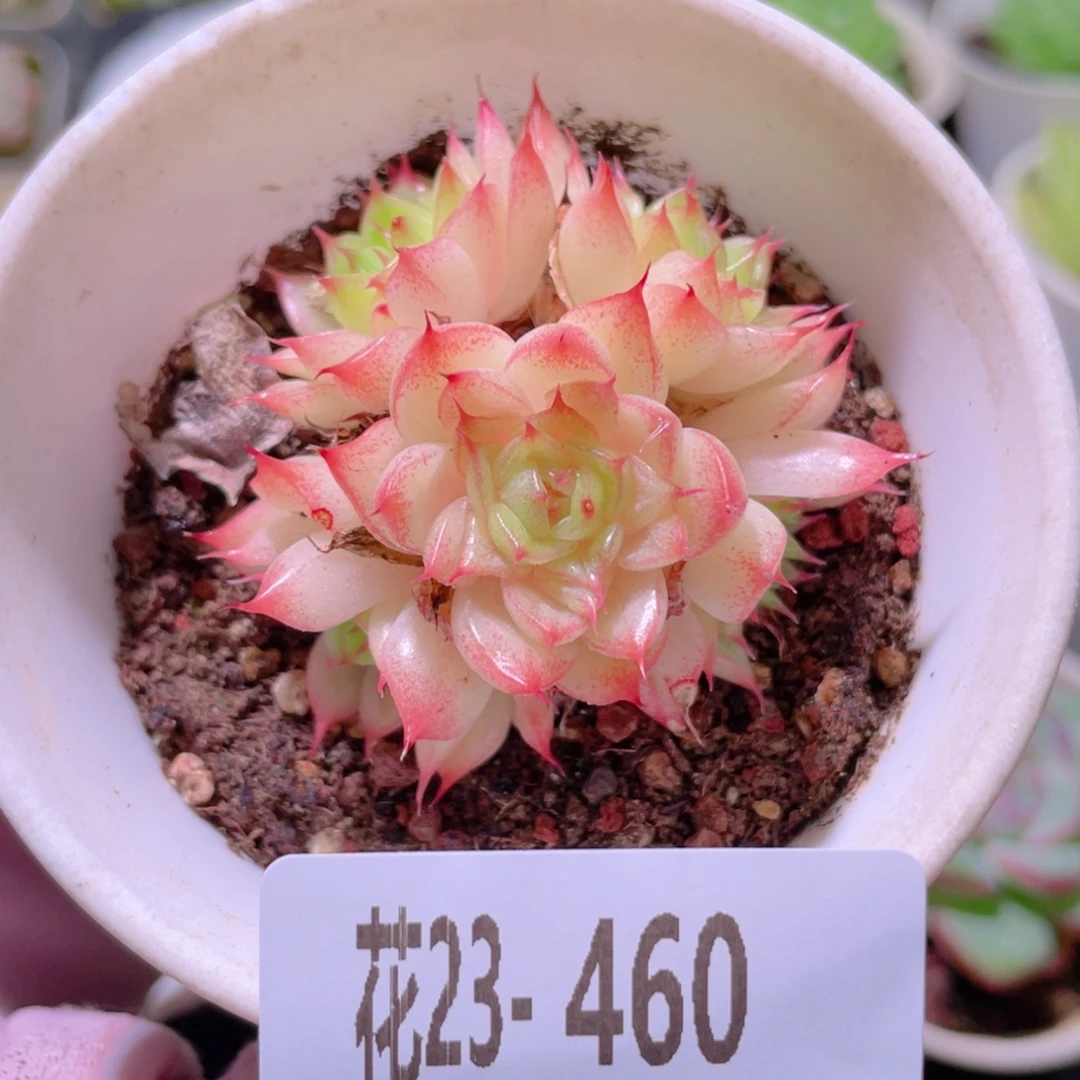 花利美23-460海王